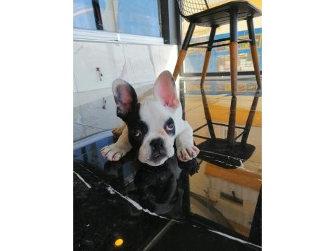 Türünün en güzeli yavru french bulldog