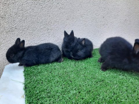 Hollanda cüce tavşan nederland dwarf bebekler