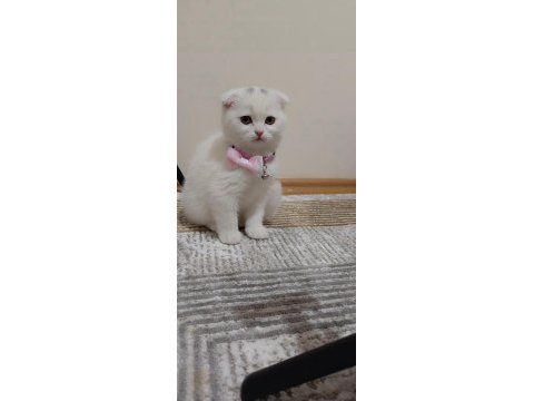 2 aylık scottish fold
