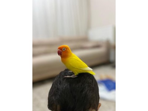 Cennet papağanı 1 yaşında