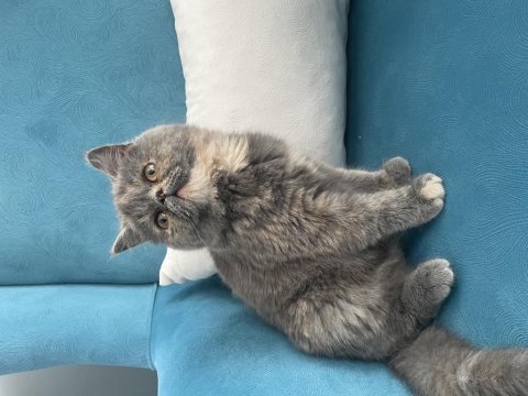 Exotic shorthair ücretsiz sahiplendirilecektir