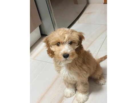 3 aylık erkek maltipoo