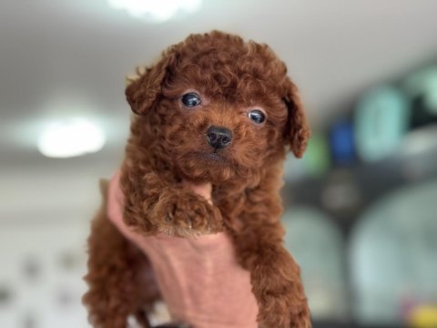 Çok özel redbrown kore tea cup poodle yavrular