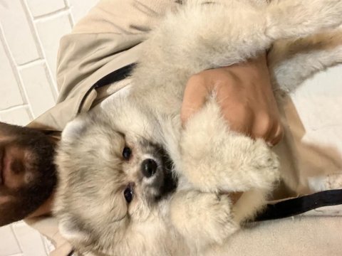 Uygun pomeranian boo