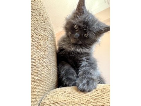 Safkan black smoke blue smoke black red solid maine coon
