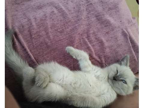 Kedimiz boncuğu sahiplendirme