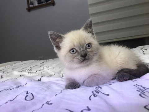 2 aylık erkek blue point safkan scottish straight yavrular