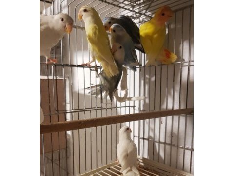 Üst düzey mutasyon sevda papağanlar