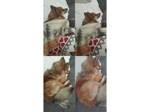 1.5 yaşında pomeranian