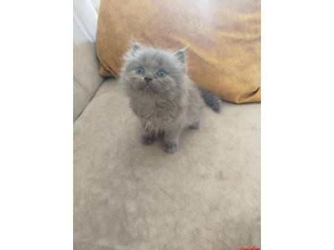 40 günlük british longhair