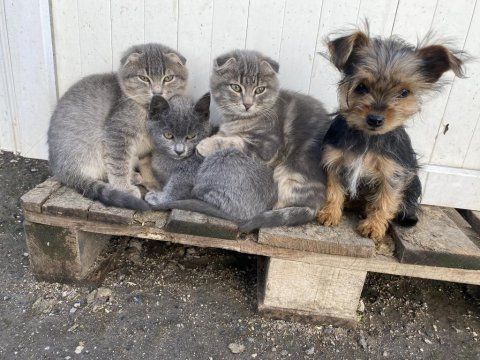 İpek sağlık garantili yorkshire terrier yavrular