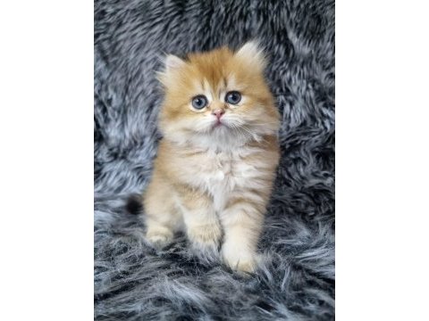 British longhair ev üretimi özel yavrular