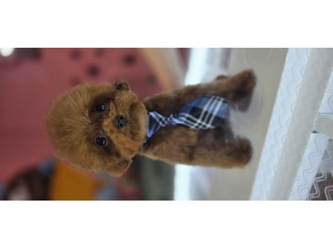 Anne kore baba kore teddy face en kaliteli poodle bardak boy