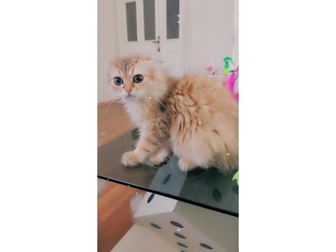 Full şecereli şampiyon ebeveynlere sahip scottish fold