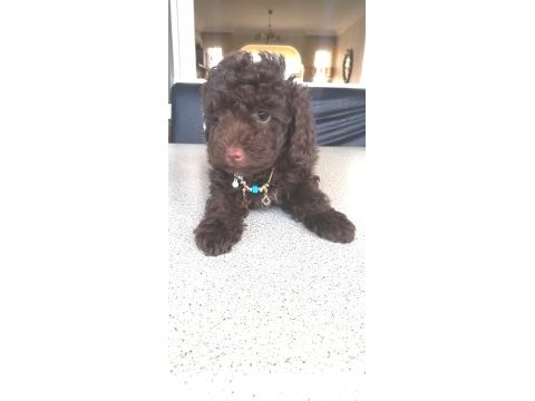 58 günlük son erkek toy poodle yavrumuz