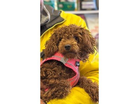 Toy poodle dişi yavrumuz