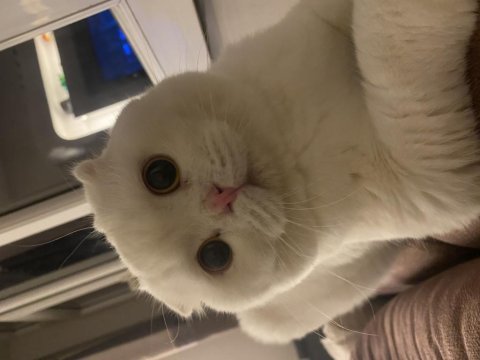 1.5 yaşında yakışıklı scottish fold oğlumu veriyorum