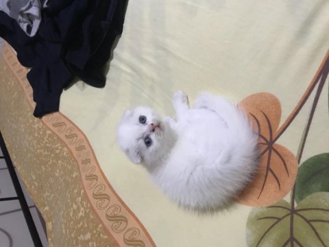 Oyuncu scottish fold yavrum