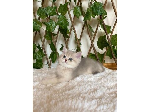 Ay11 erkek ayı kafa british shorthair