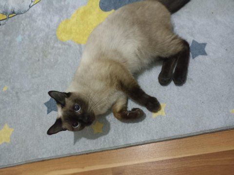 Kızgınlık döneminde dişi yetişkin siyam kedisi