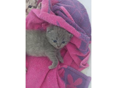 Bir dişi ve bir erkek 1.5 aylık iki yavru british shorthair