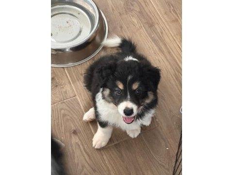 Zeka küpü border collie yavruları