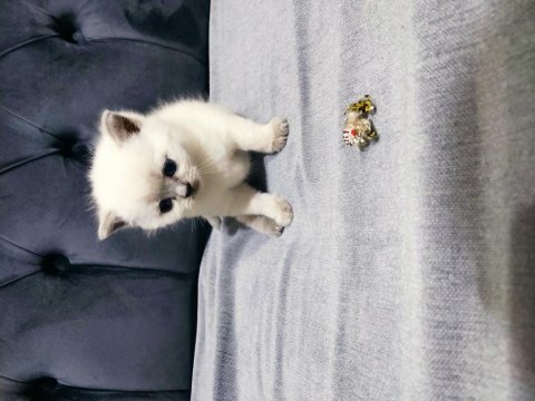 Ev safkan british shorthair yavrular
