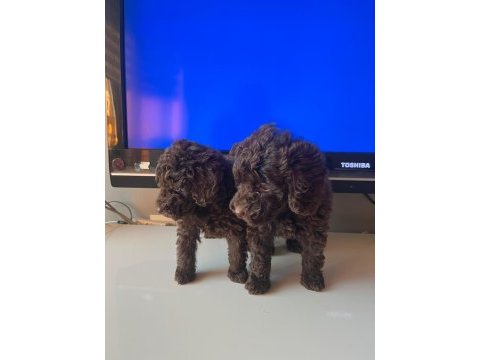 Toy poodle yavrular