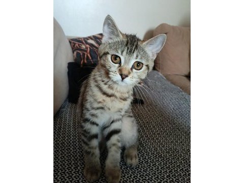 Mavi gözlü kedimiz