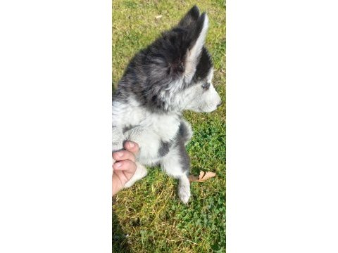Husky sibirya kurdu