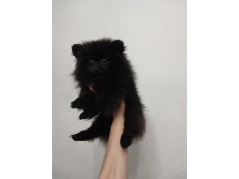 Pomeranian çiço yeni yuvasını arıyor