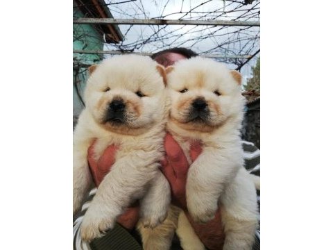 Ayı surat chow chow yavrular renk renk