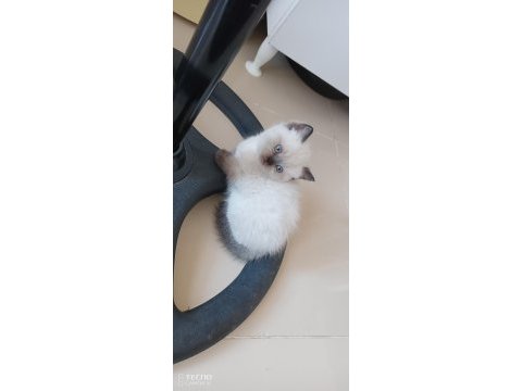 Yavrularımızın yeni yuva arıyor