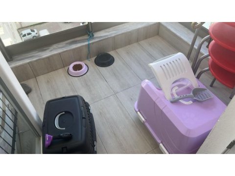 Yanında eşyalarıyla tatlı bebek gri scottish fold