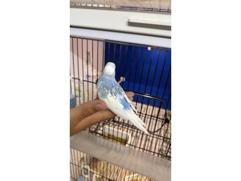 Yeni yeme düşmüş iri çek muhabbet kuşu yavrular