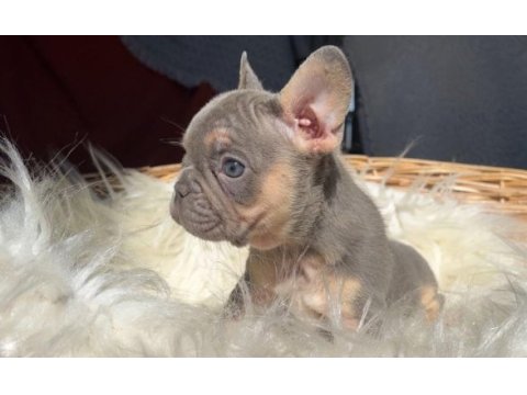 Kaliteli güzel yavru french bulldog