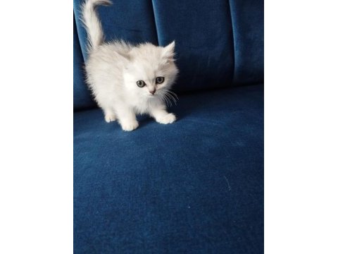 Silver shaded british shorthair yavrularımız ns 11