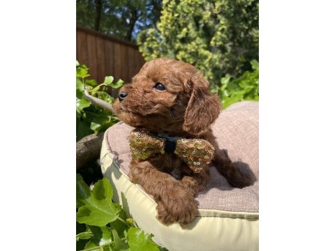 Sağlık ve ırk garantili toy poodle yavrularımız