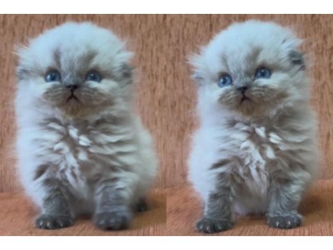 Minik scottish fold longhair prenses