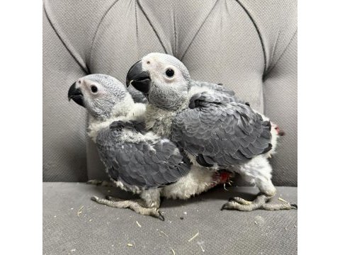 Bebek jako papağanları