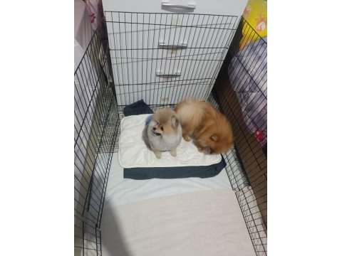 Pomeranian boo üst kalite erkek