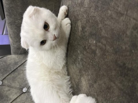 Scottish fold kedime yuva arıyorum