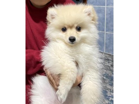 8 aylık dişi pomeranian boo