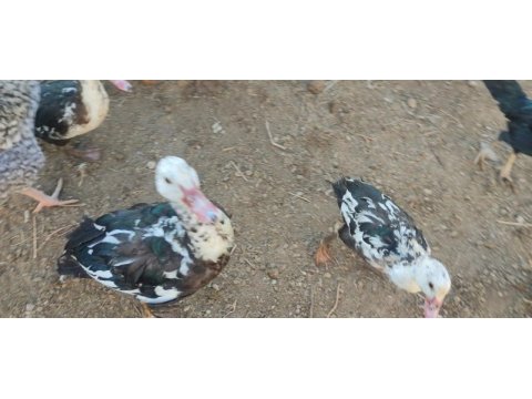 Muscovy, amerikan fıs fıs ve sessiz ördekler