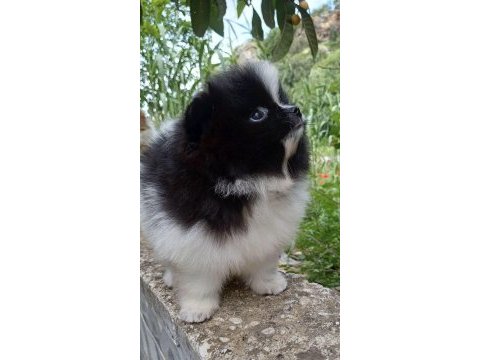 Garantili ayı surat pomeranian erkek