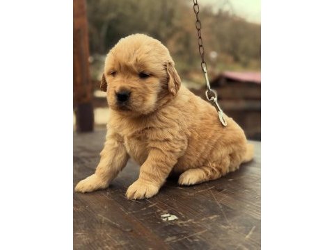 Golden retriever yavruları 