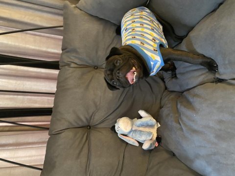 Yetişkin erkek siyah pug