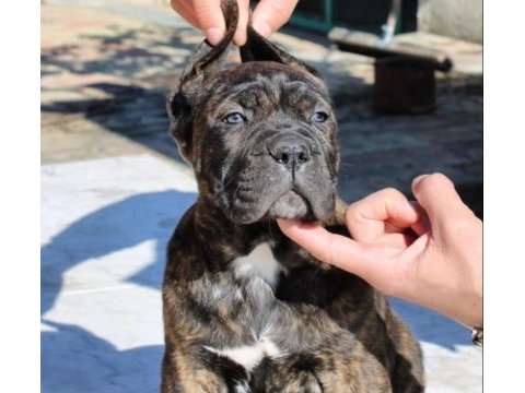 Dev gibi cane corso yavruları