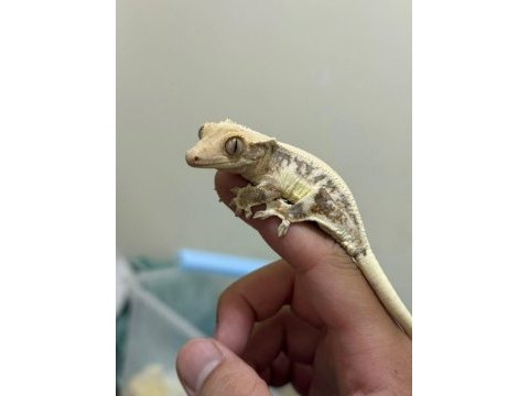 Crested geckolar