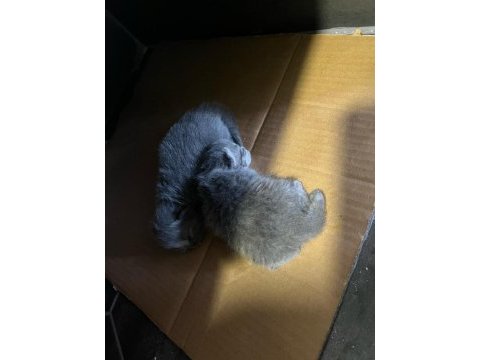 Yeni yavru scottish fold
